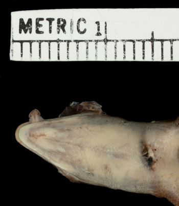 Media type: image;   Herpetology R-32193 Aspect: head ventral
